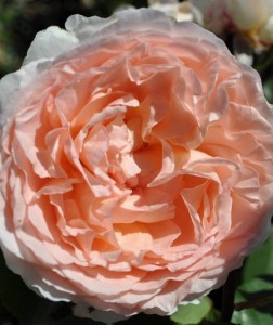 BLISS (floribunda)